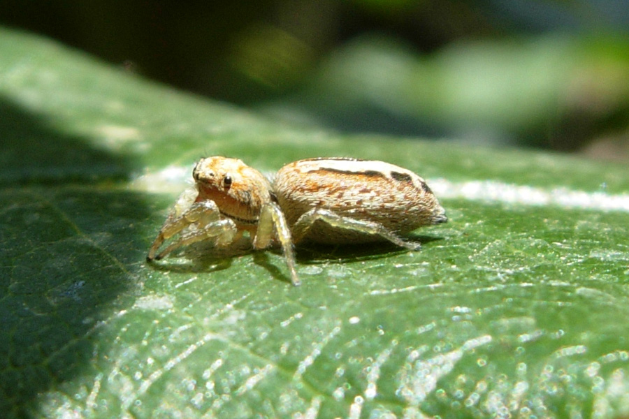 Icius sp.; Philaeus chrysops; Habrocestum cfr. egaeum